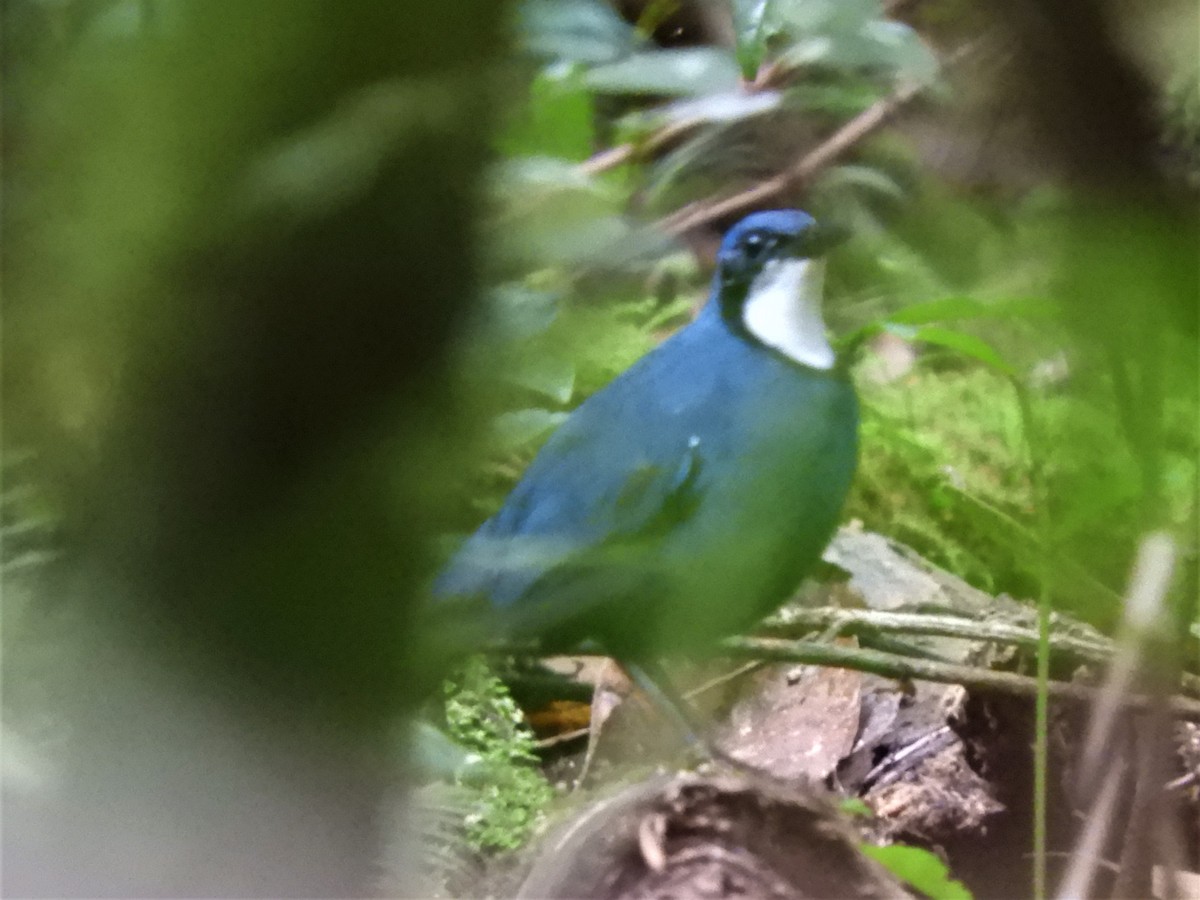 Blue Jewel-babbler - ML602817871