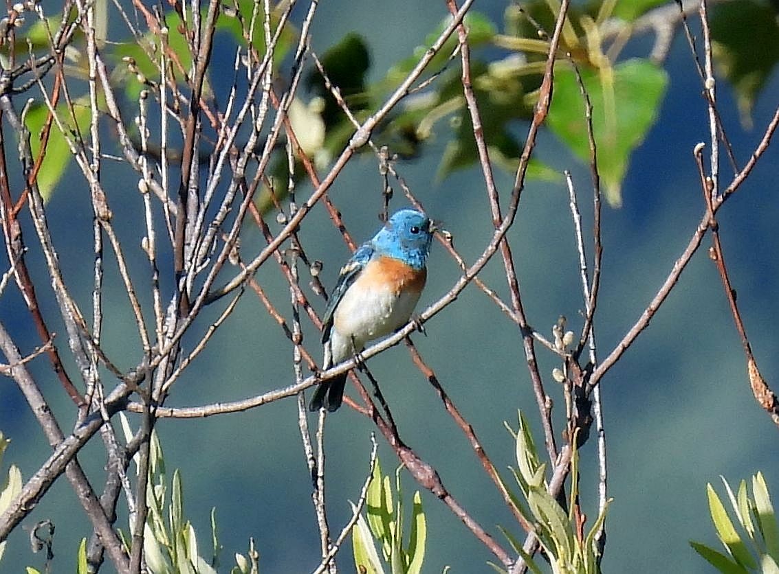 Lazuli Bunting - ML602818031