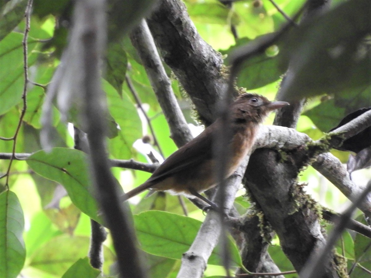 Rusty Pitohui - ML602818091