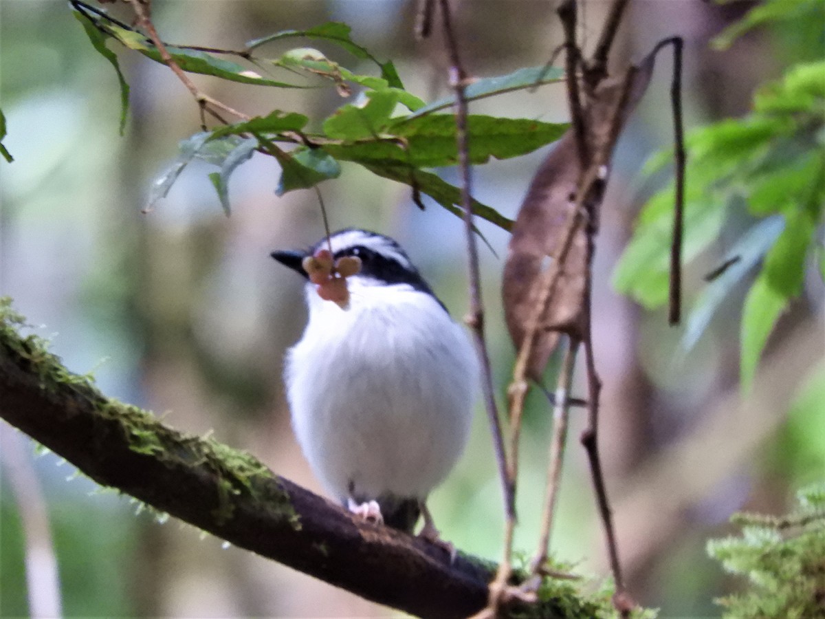 Black-chinned Robin - Yasin Chumaedi