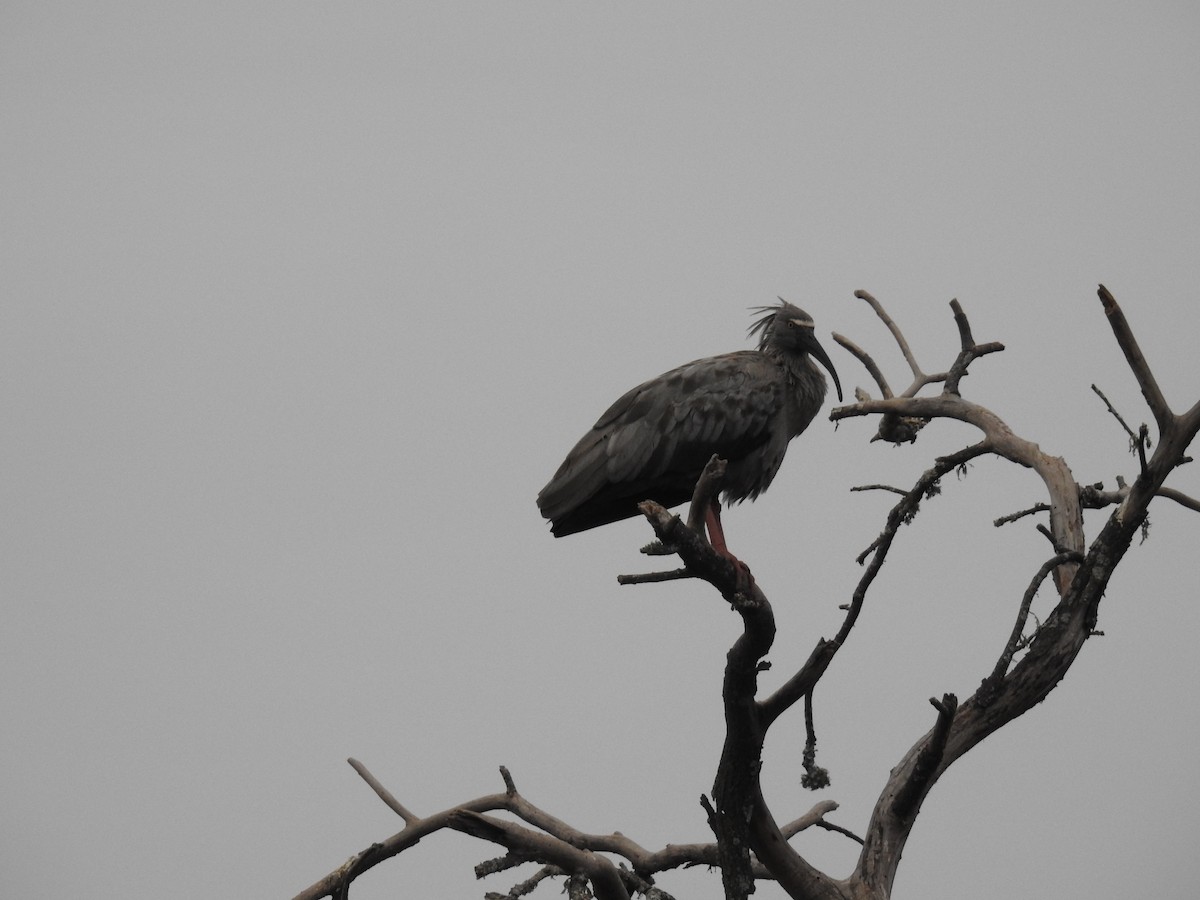 ibis běločelý - ML602820381