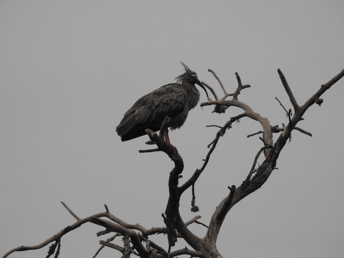 Plumbeous Ibis - adriana centeno