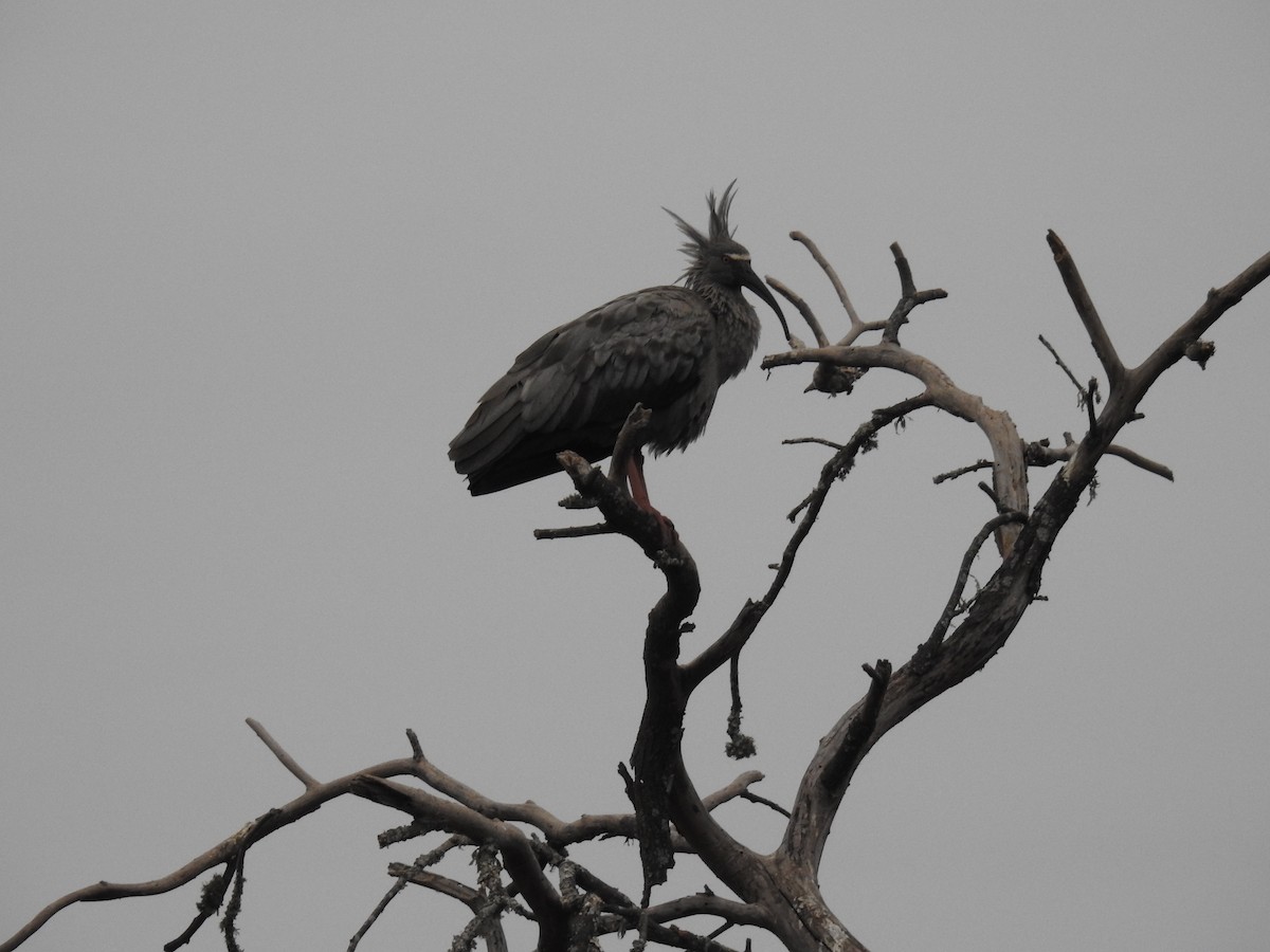 ibis běločelý - ML602820401