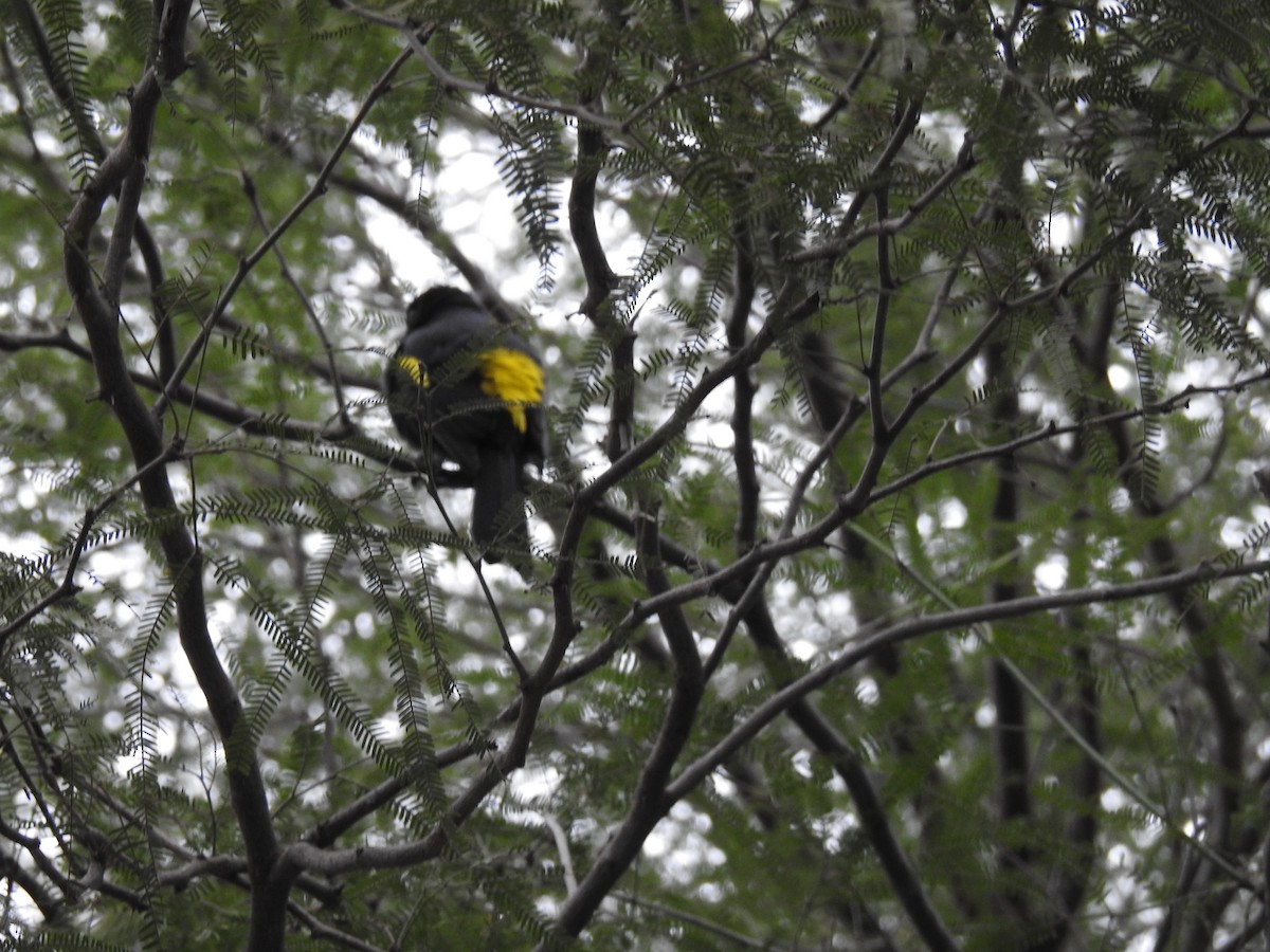 Golden-winged Cacique - ML602820871