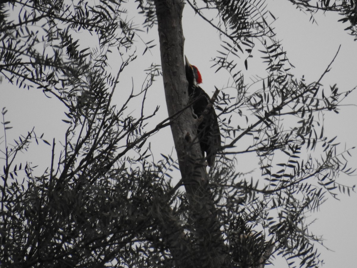 Black-bodied Woodpecker - ML602821551