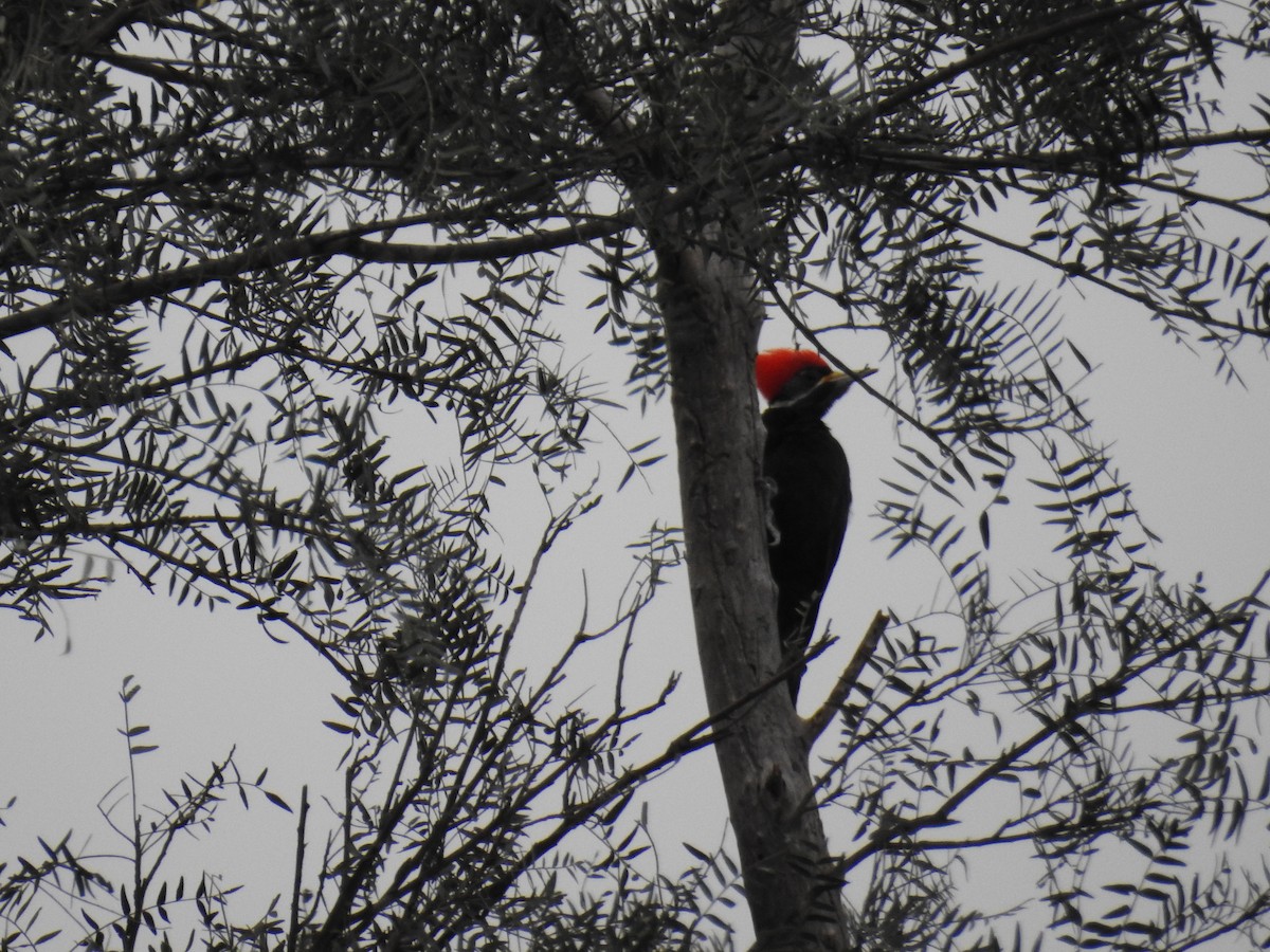 Black-bodied Woodpecker - ML602821571