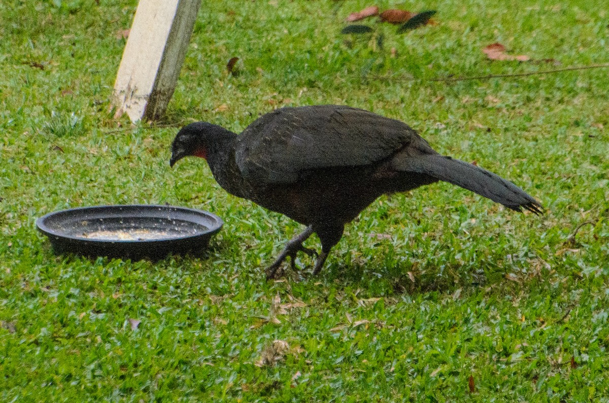 Dusky-legged Guan - ML602822081