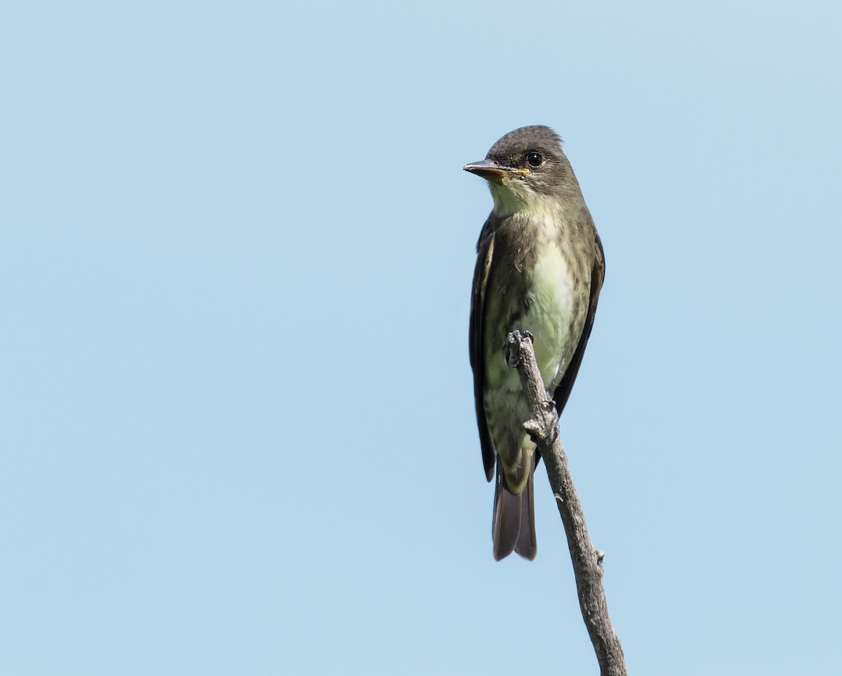 Olive-sided Flycatcher - ML602823411