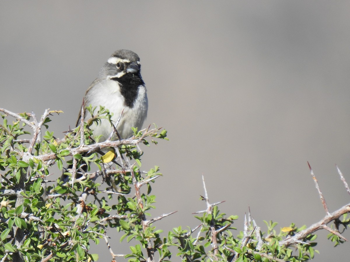 Black-throated Sparrow - Roger Massey