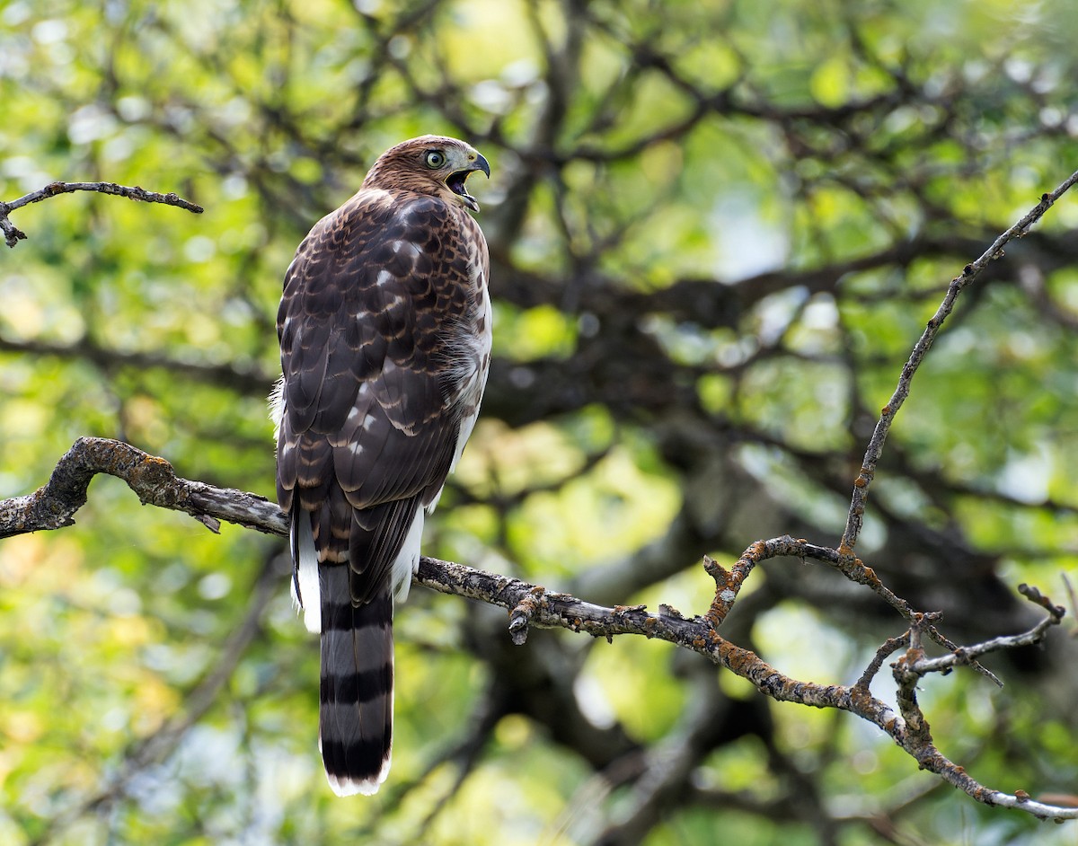 Cooper's Hawk - ML602824631