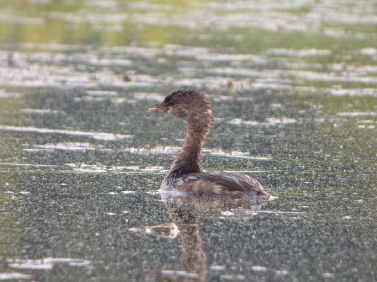 Pied-billed Grebe - ML602825671