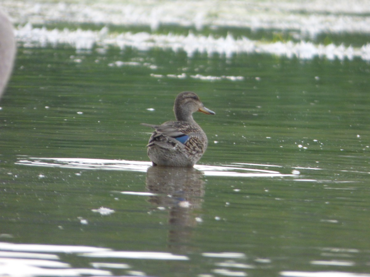 Green-winged Teal - ML602825781