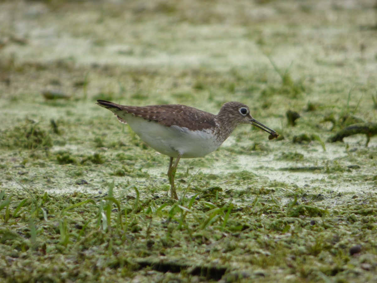 Solitary Sandpiper - ML602825971