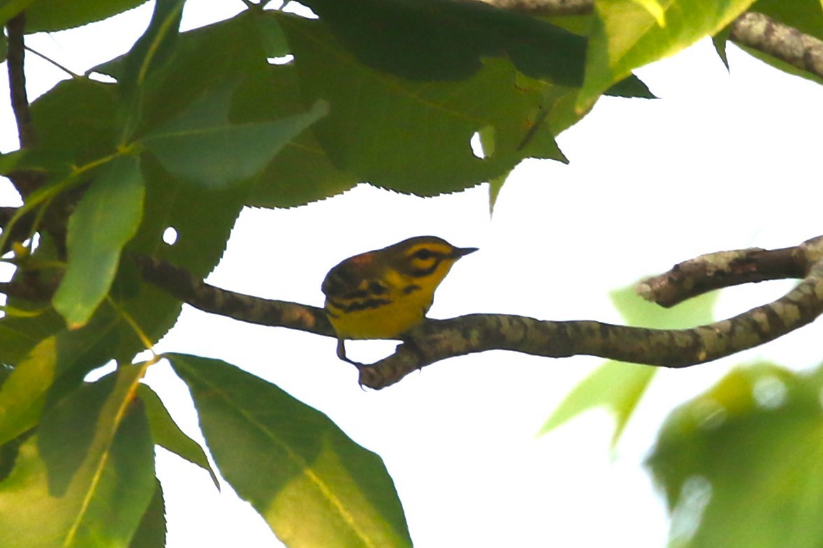 Prairie Warbler - Clyde Blum