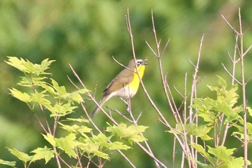 Yellow-breasted Chat - Clyde Blum