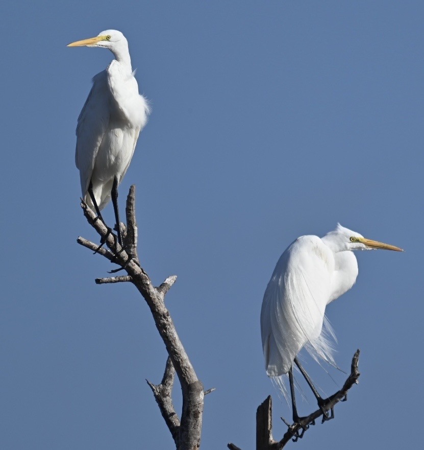 Great Egret - ML602827921