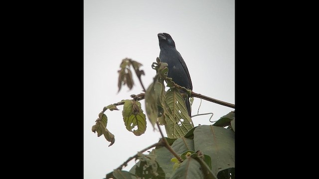 Ultramarine Grosbeak - ML602827971