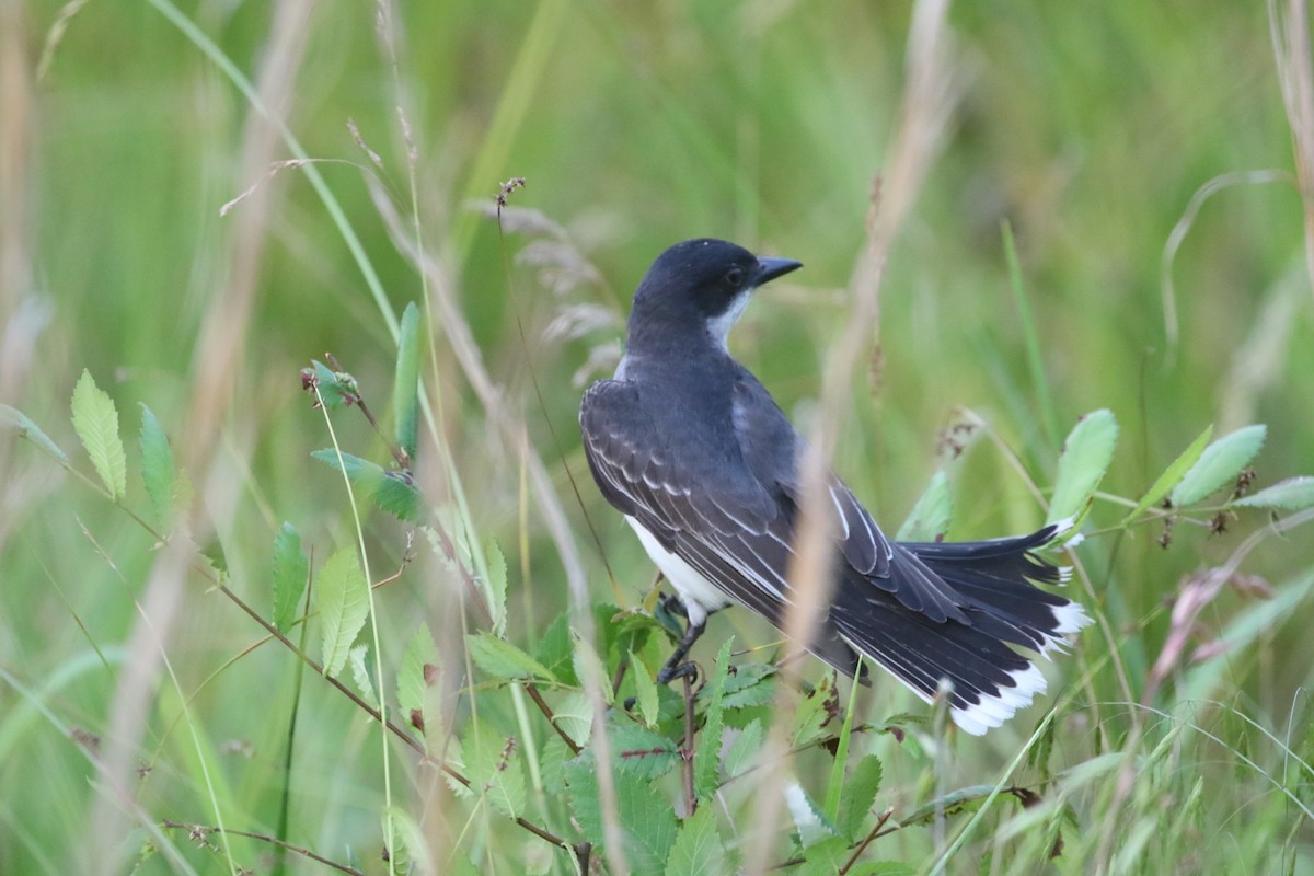 Eastern Kingbird - Clyde Blum