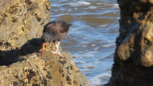 Black Oystercatcher - ML602828411