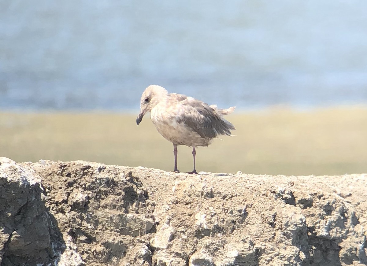 Glaucous-winged Gull - ML602828481