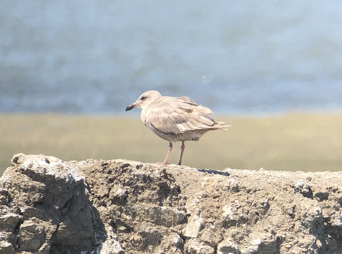 Glaucous-winged Gull - ML602828531