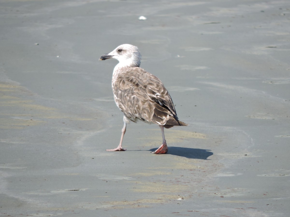 Lesser Black-backed Gull - ML602828541