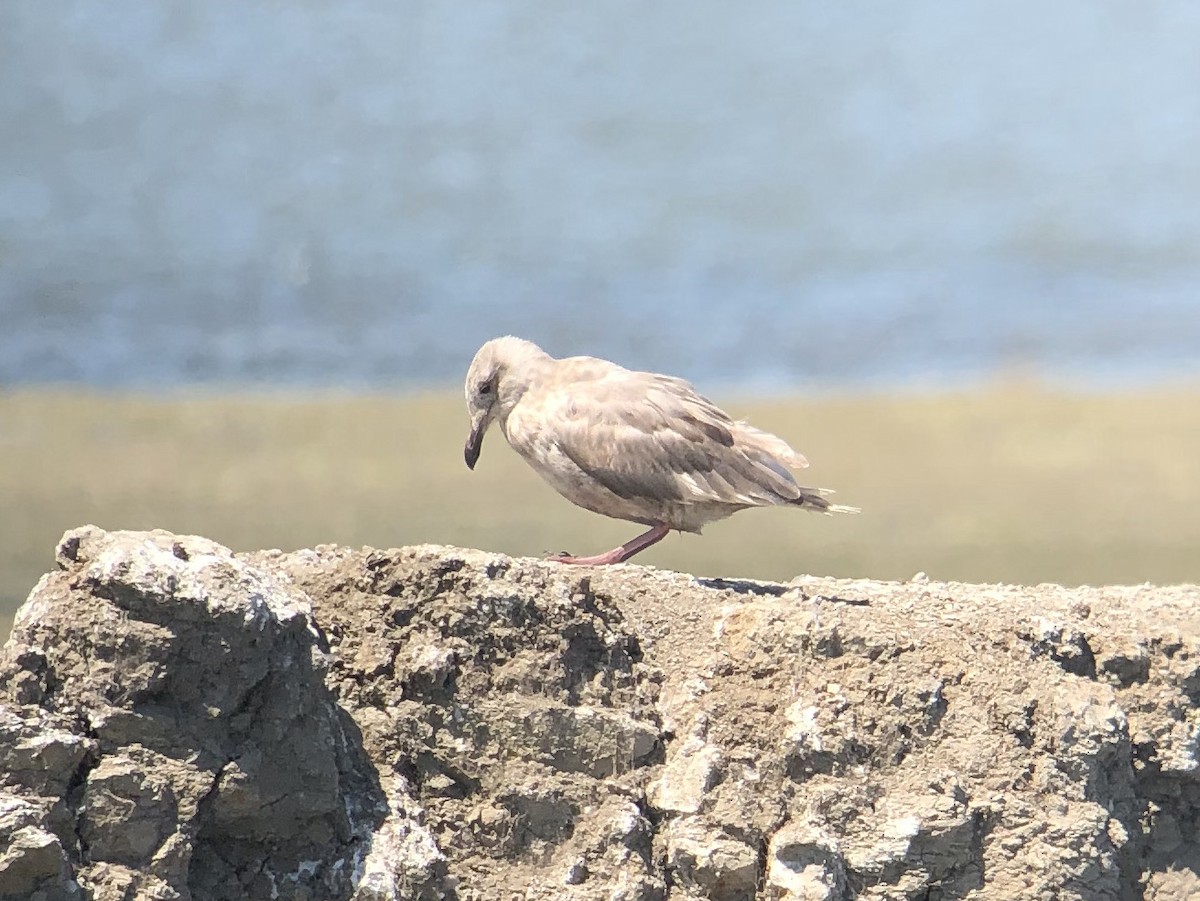 Glaucous-winged Gull - ML602828581