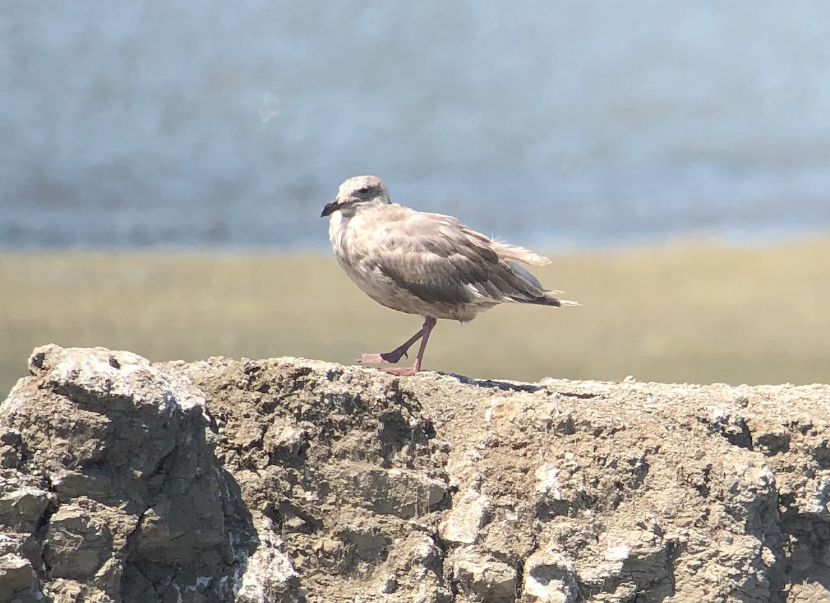 Glaucous-winged Gull - Michael Rogers