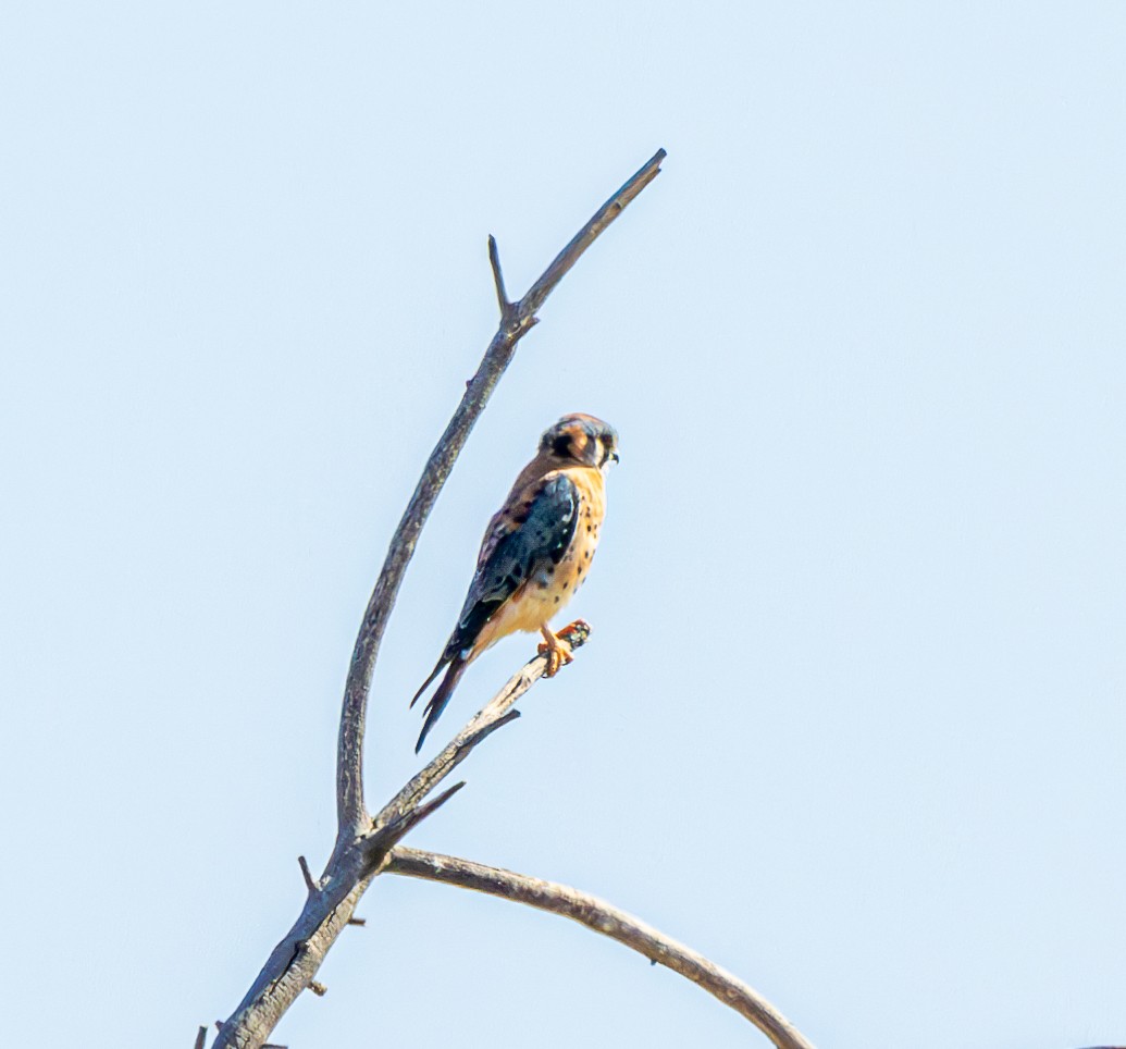 American Kestrel - ML602829941