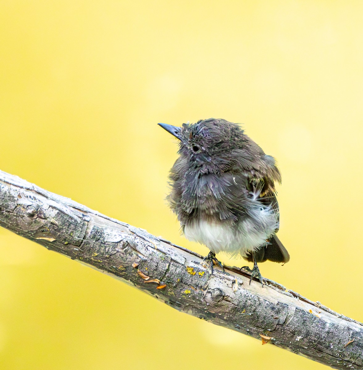 Black Phoebe - Ben  Valdez