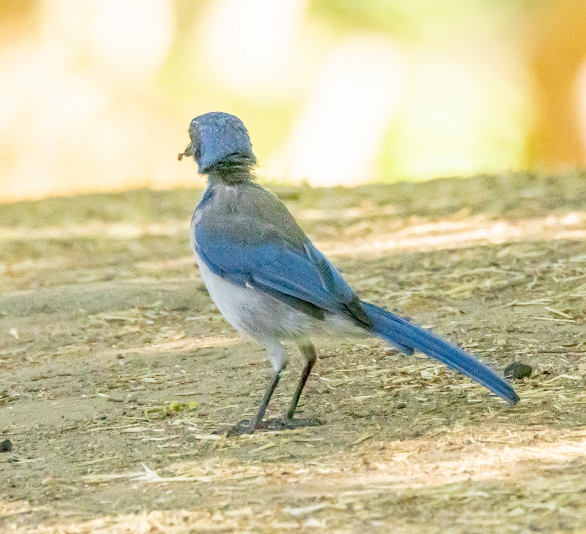 California Scrub-Jay - Ben  Valdez