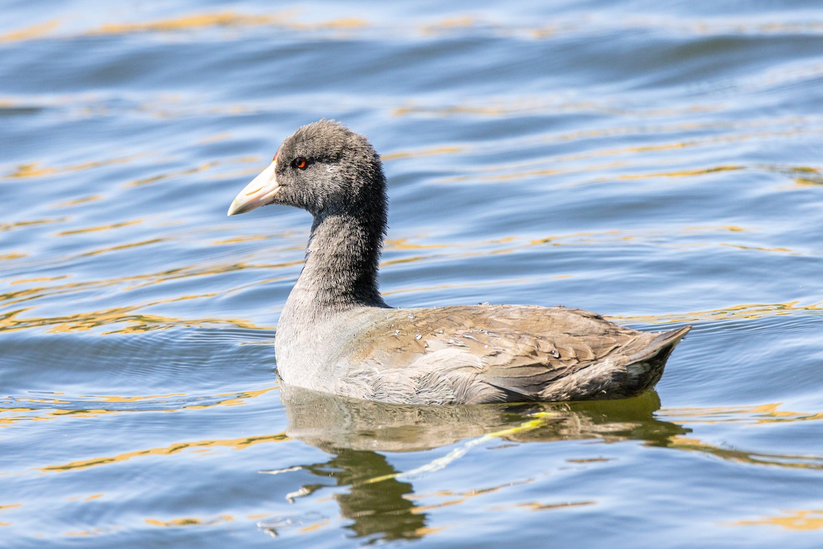 American Coot - Ben  Valdez