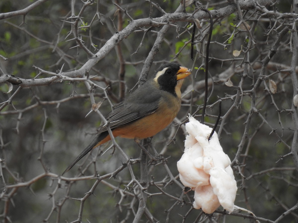 Golden-billed Saltator - ML602831891