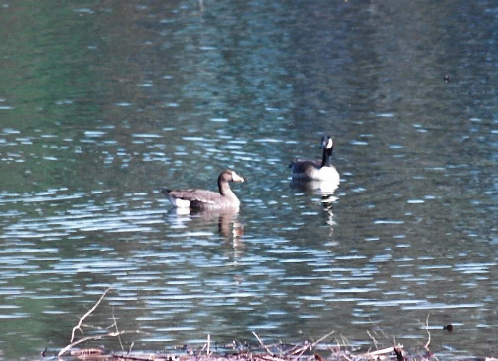 Greater White-fronted Goose - ML602832451