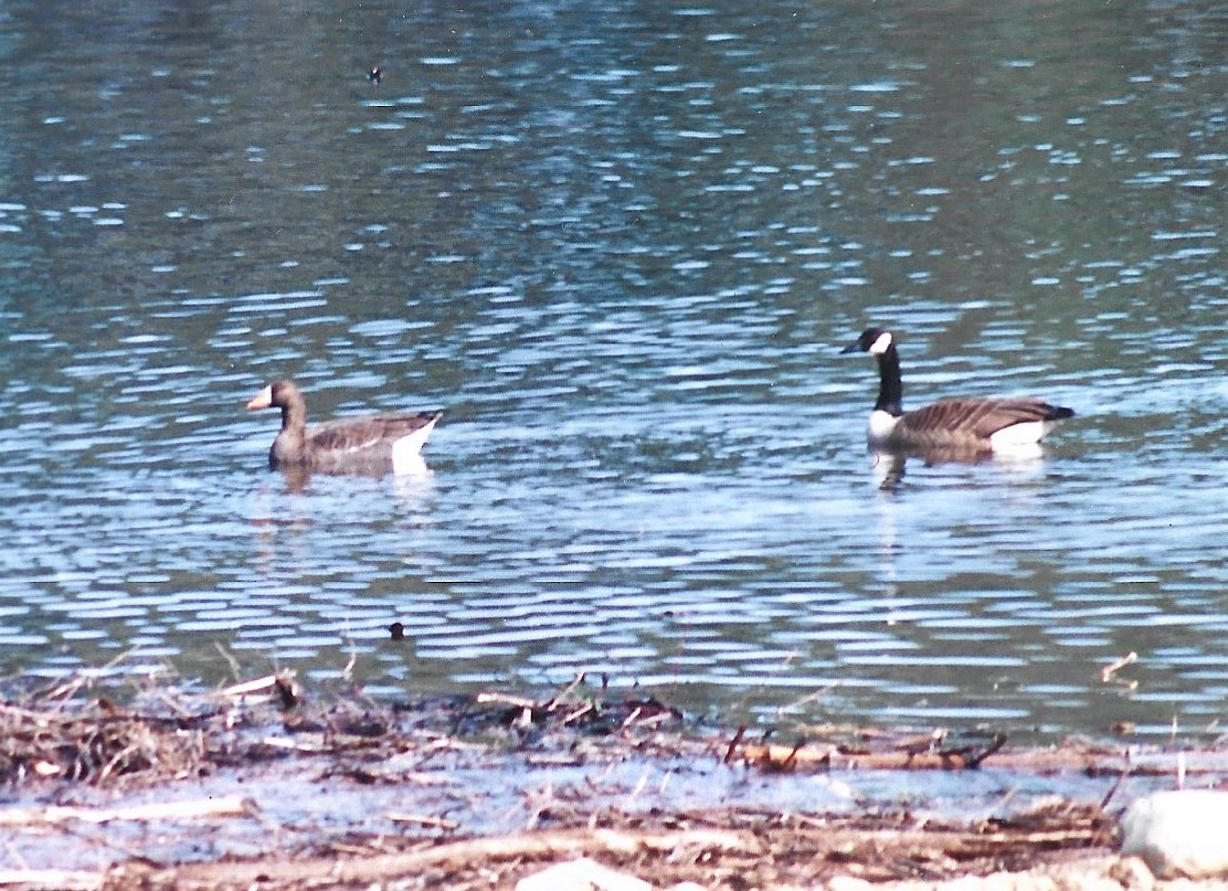 Greater White-fronted Goose - ML602832461