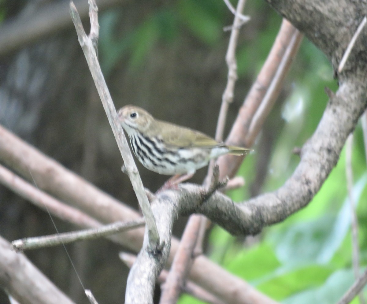 Ovenbird - ML602832761