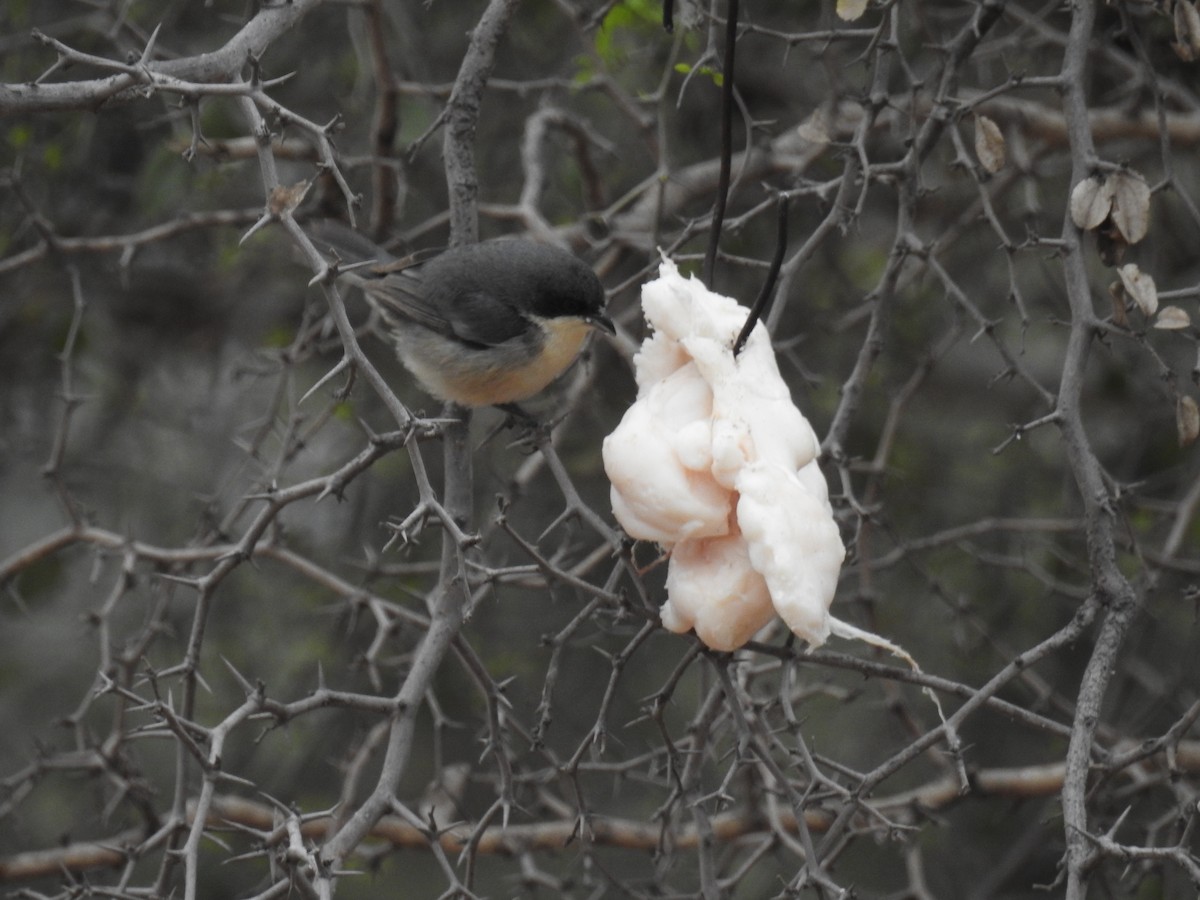 Black-capped Warbling Finch - ML602832771