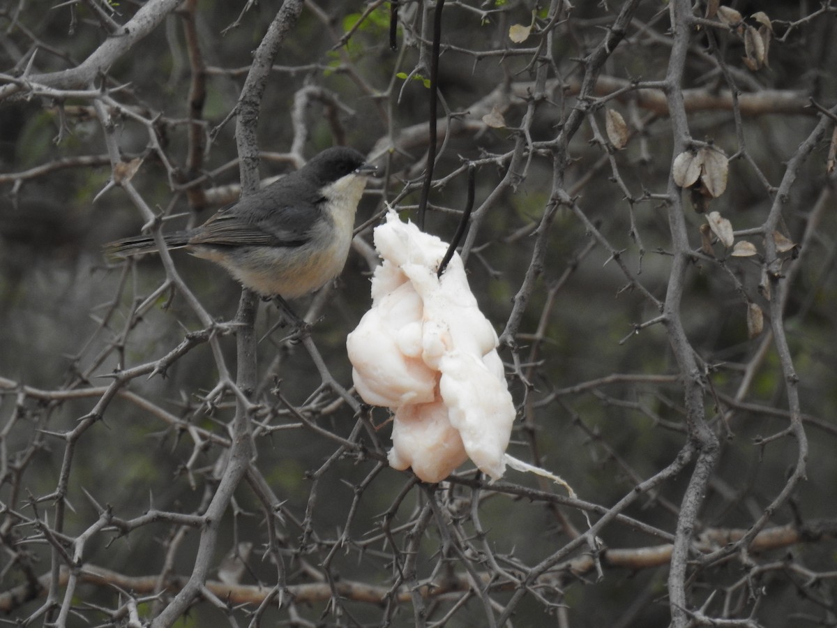 Black-capped Warbling Finch - adriana centeno