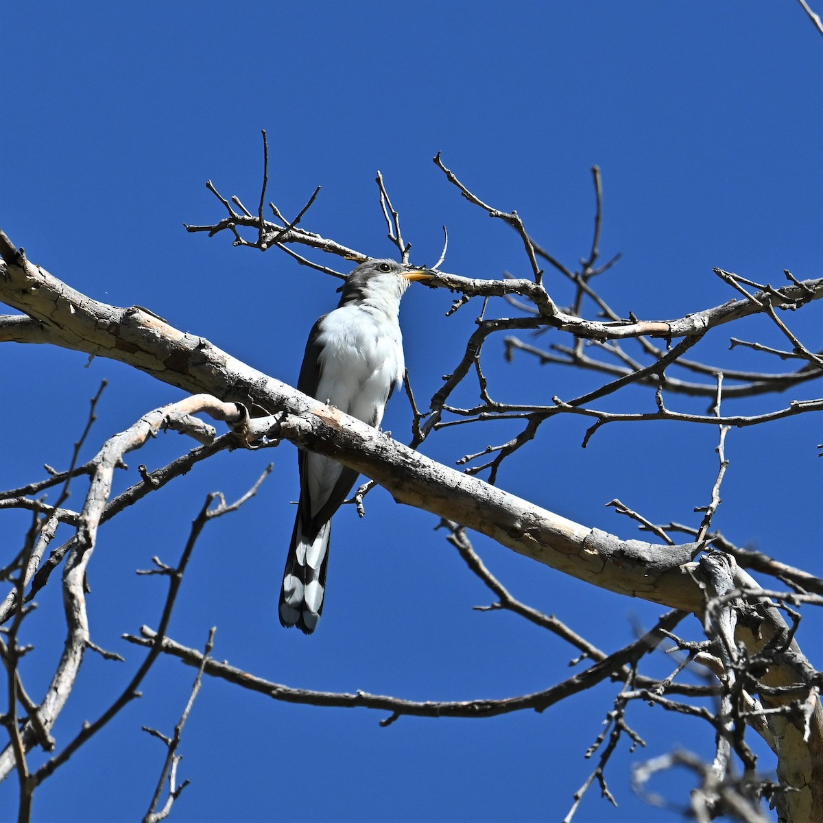 Yellow-billed Cuckoo - ML602832881