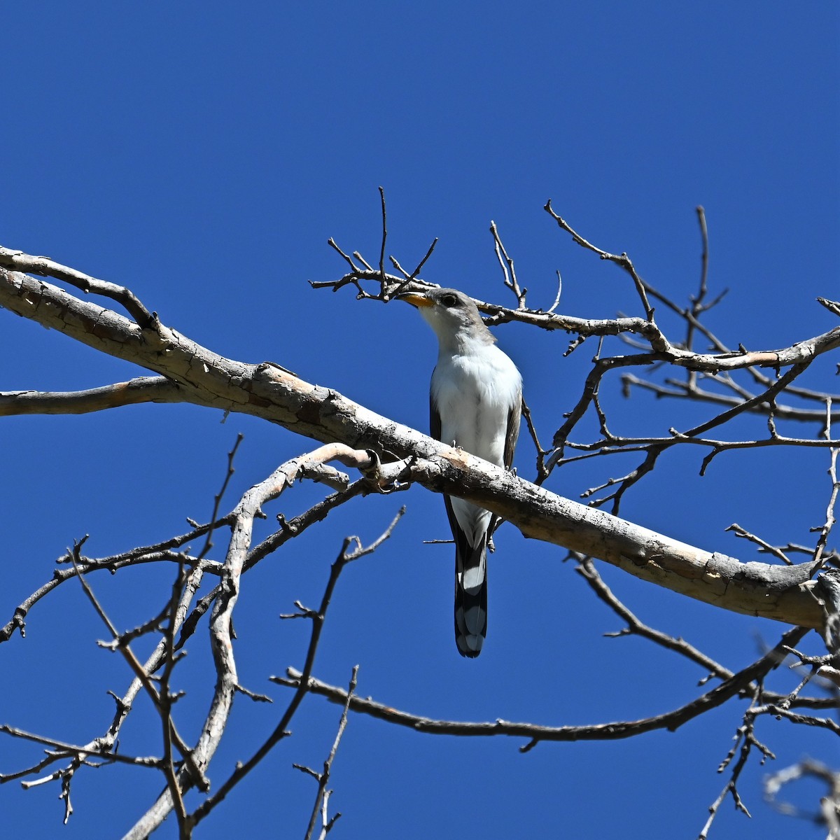 Yellow-billed Cuckoo - ML602832891