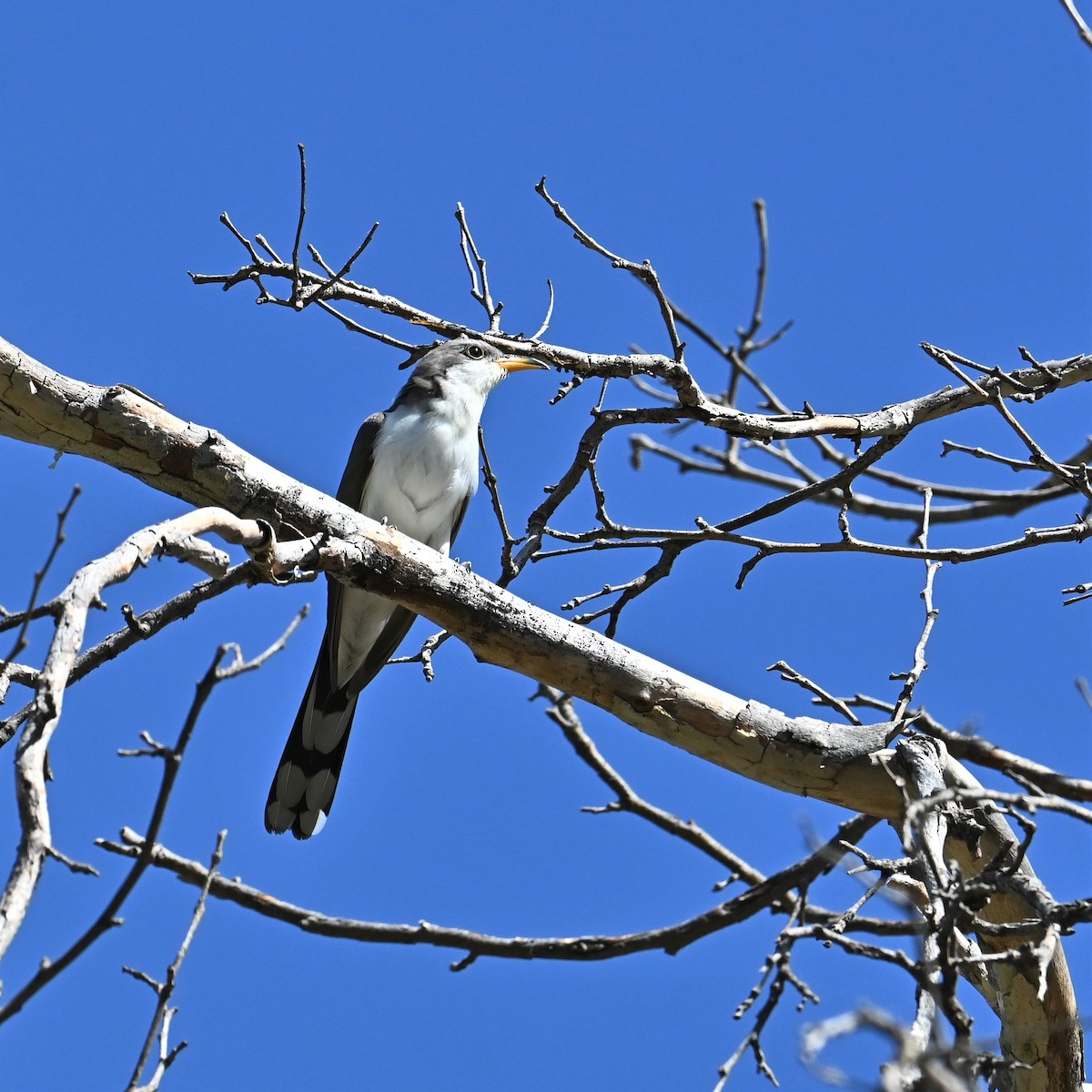 Yellow-billed Cuckoo - Ronnie Reed