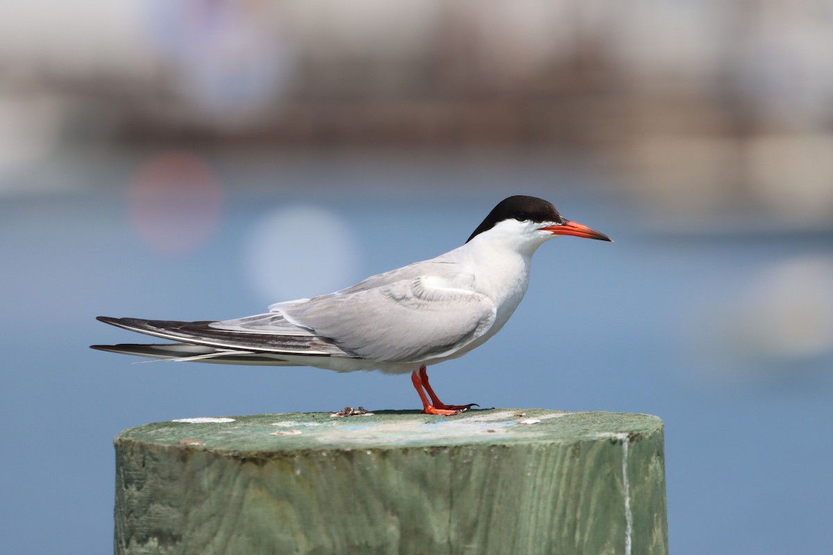 Common Tern - ML602833081