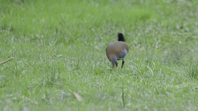 Slaty-breasted Wood-Rail - ML602833401