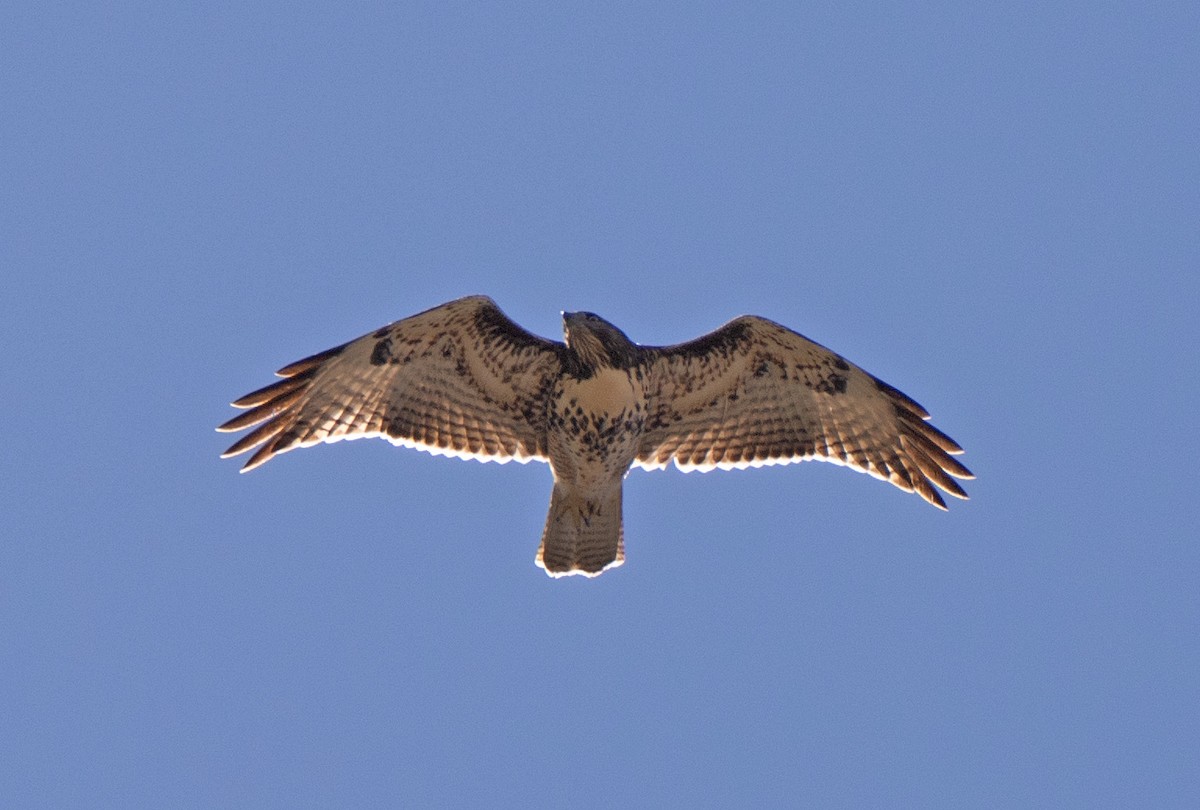 Red-tailed Hawk - ML602835111