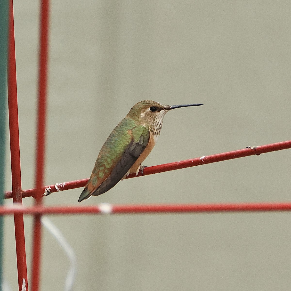 Rufous Hummingbird - Dan Mendenhall