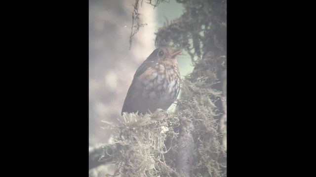 Ochre-breasted Antpitta - ML602835561