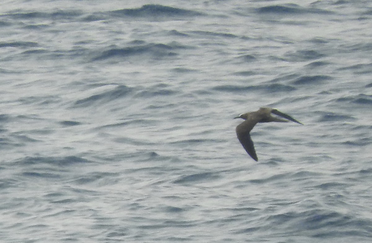 Brown Noddy - ML60283651