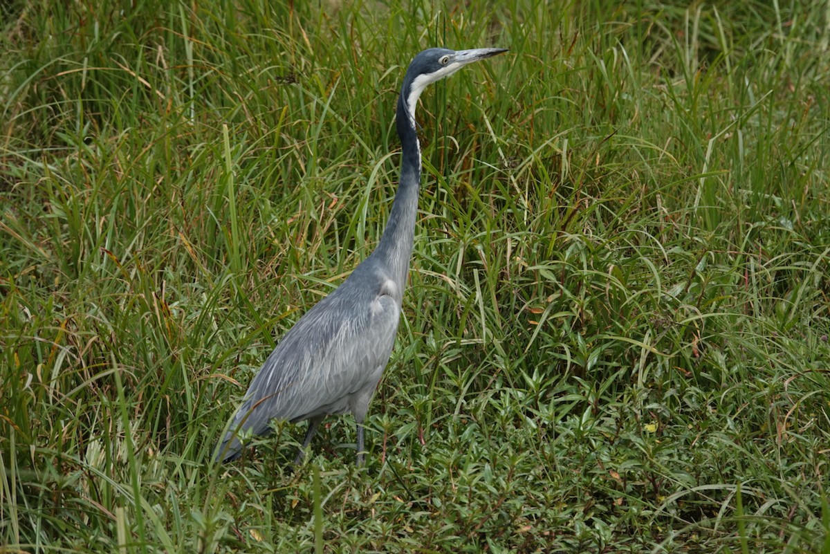 Gray Heron - ML602836541