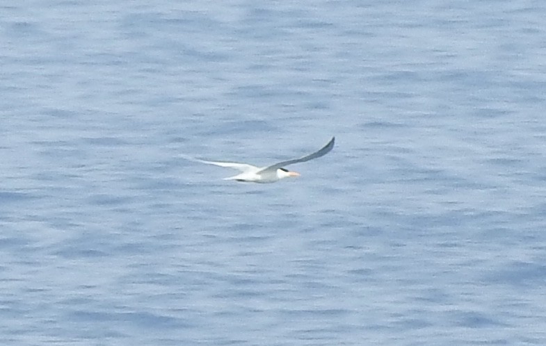 Great Crested Tern - ML60283661
