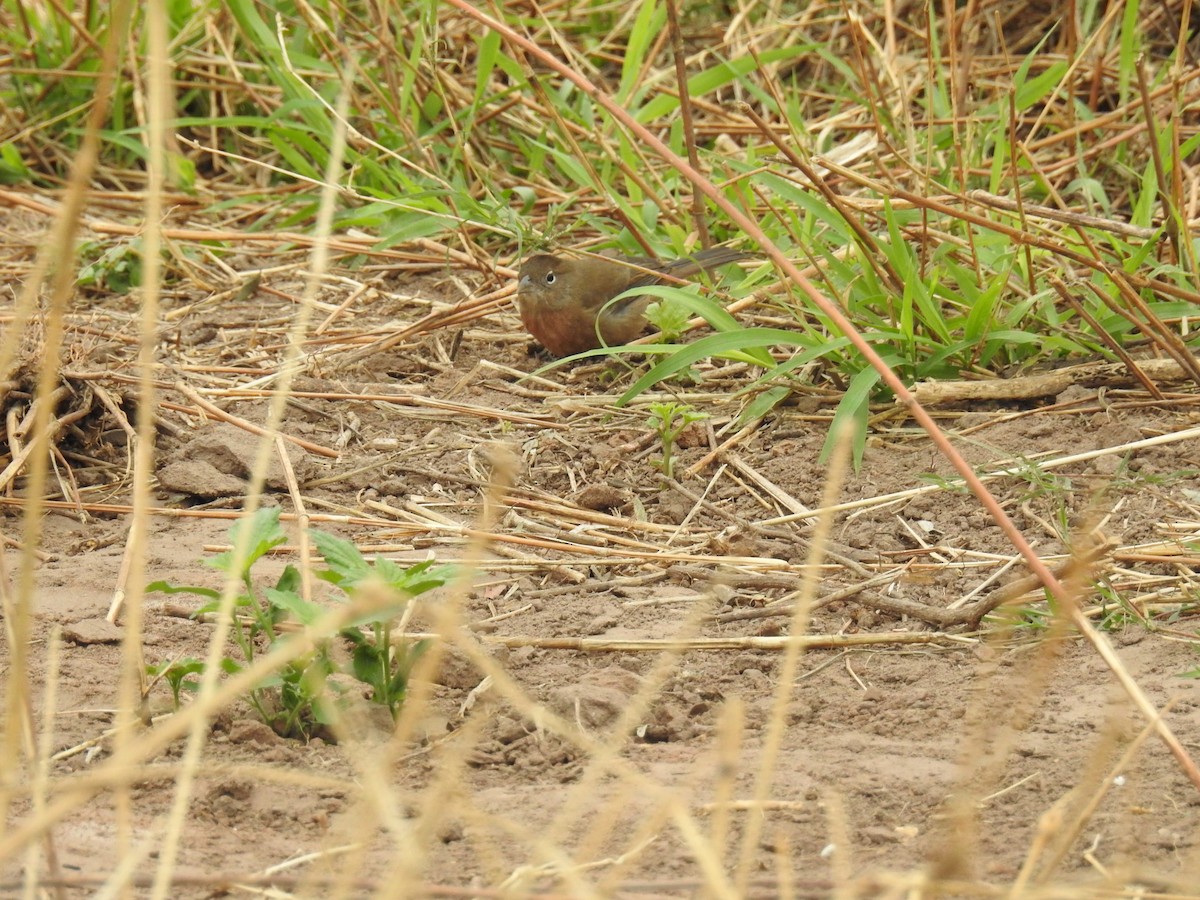 Red-crested Finch - ML602836701